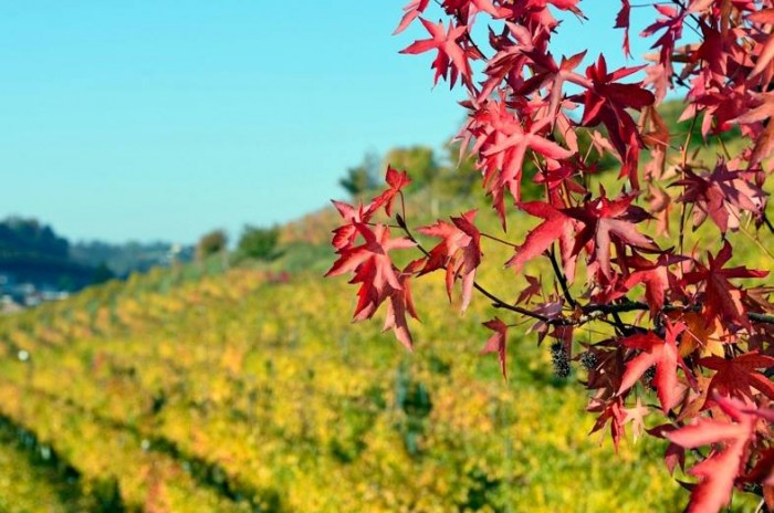 le vigne sperimentali all'Ampelion di Alba