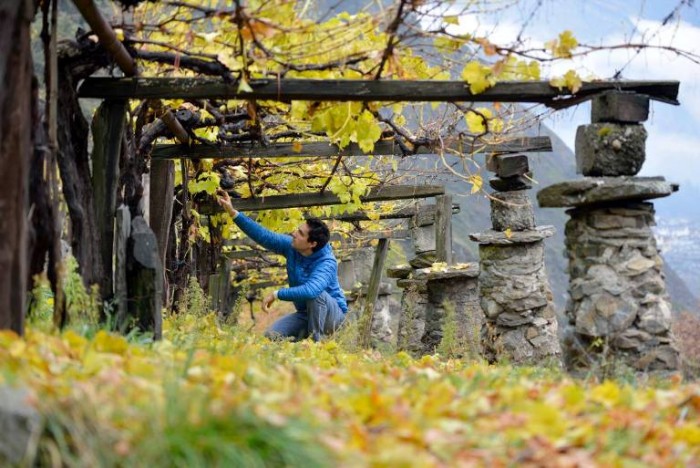 Cave du Vin Blanc de Morgex et de La Salle, la vigna - immagine tratta da www.cavemontblanc.com