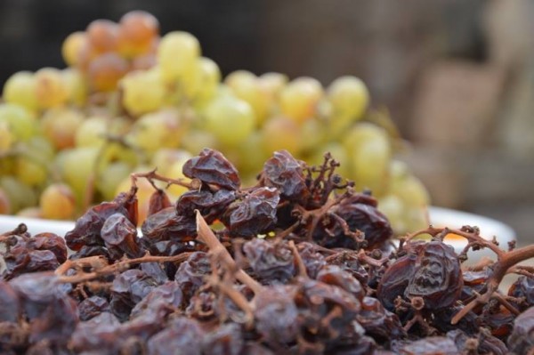 Pantelleria, le uve