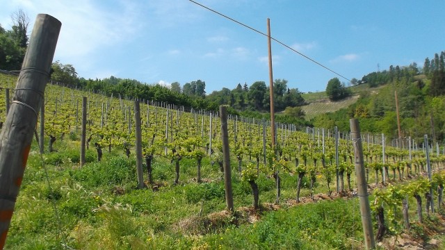 La Giribaldina Vigna di Barbera a Calamandrana