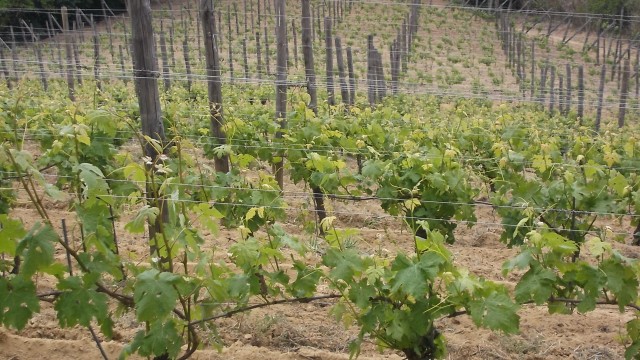 La Giribaldina Vigna  di Barbera terrazzata  a Vaglio Serra