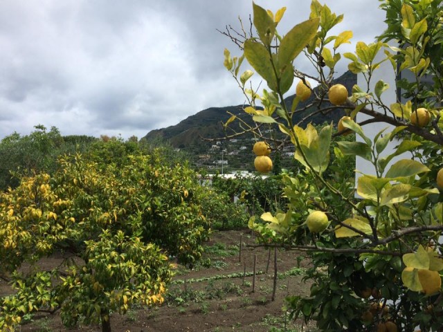 Pietratorcia, panorama dal limoneto