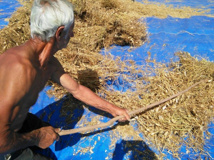 A fine luglio, viene estirpata, essiccata  e battuta con il vivillo, antico strumento dei contadini flegrei