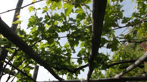 Azienda Marisa Cuomo Vigna