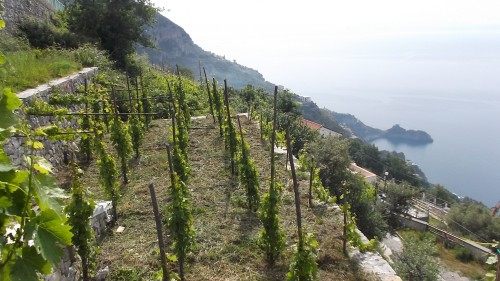 Azienda Marisa Cuomo Vigna terrazzata di piedirosso