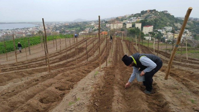 La semina avviene tra gennaio-febbraio