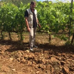 Stefano Frascolla tra le vigne
