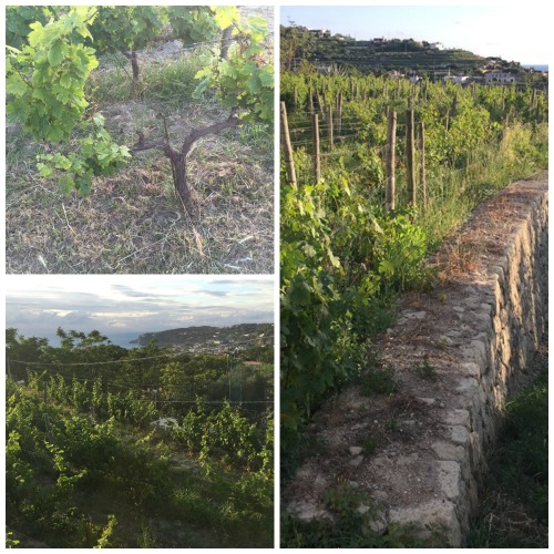 Le Bajole, i vigneti