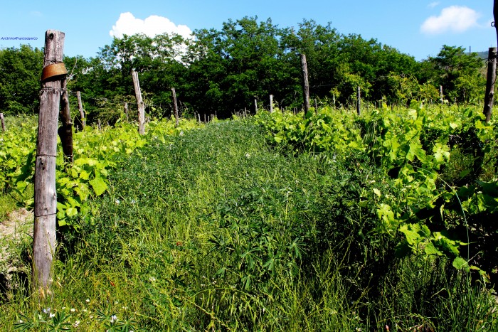 Il vigneto di Falanghina - Maresa