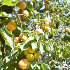 Presidio Slow Food delle Albicocche Vesuviane