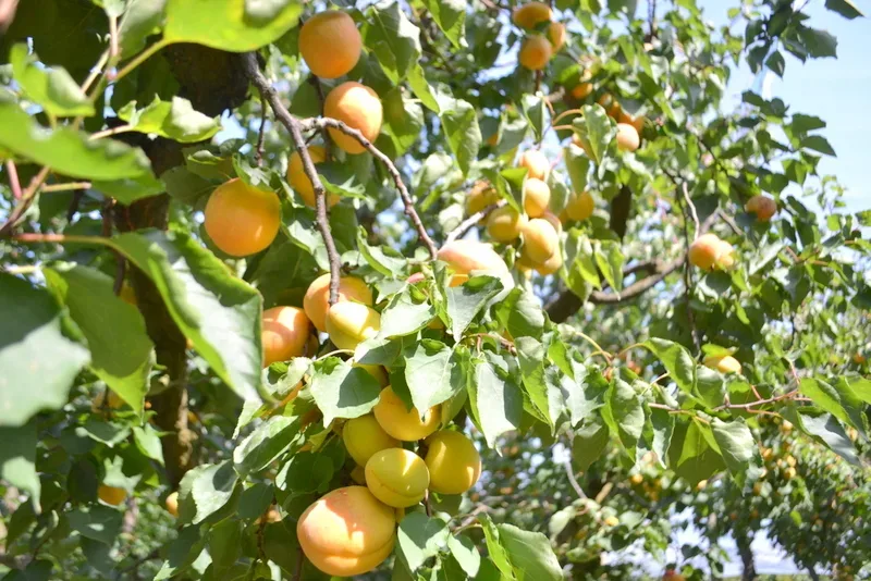 Presidio Slow Food delle Albicocche Vesuviane