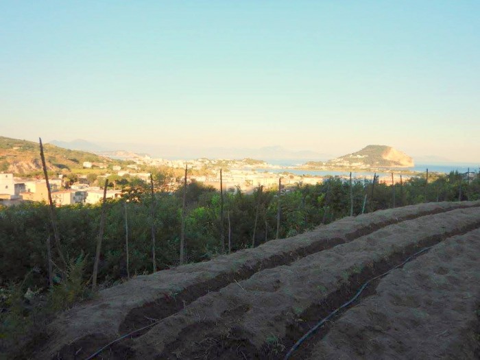 Agriturismo Don  Salvatore, il golfo dagli orti di Km Zero Flegreo