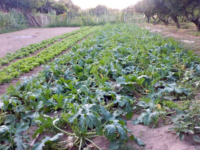 Agriturismo Don  Salvatore, orti flegrei