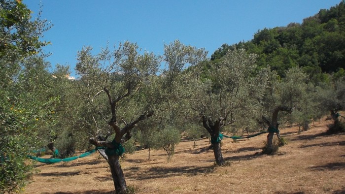 Azienda Agricola San Teodoro Alberi di olivo