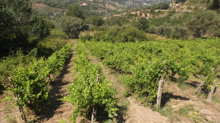 Azienda Agricola San Teodoro Vigneto