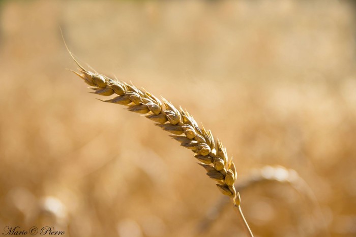 Campo di grano, varieta' abbondanza