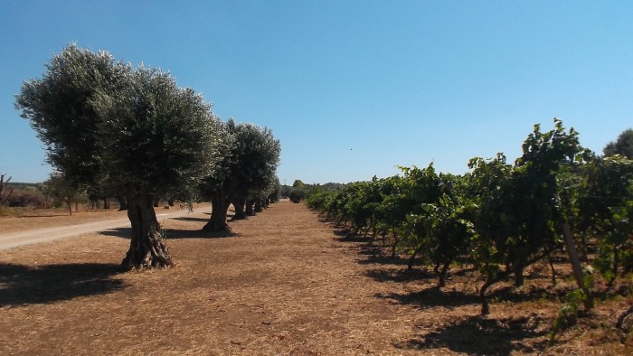 Cantina Coppola Vigna ed alberi di olivo