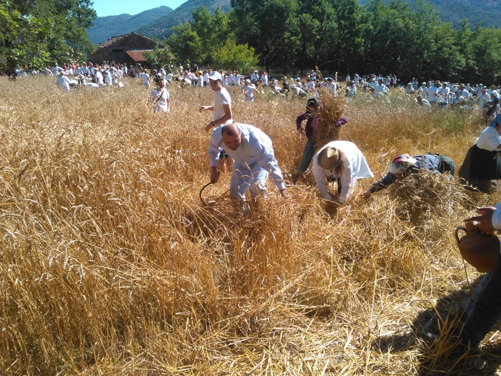 Un campo di biondo grano