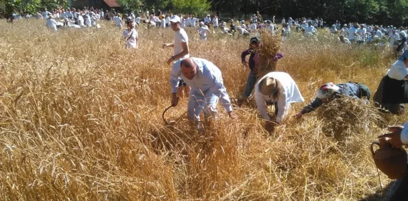 La raccolta del grano