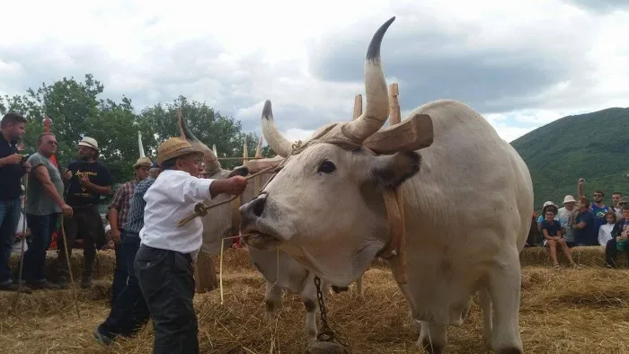 Palio del grano, Nell’aia, fatta con acqua, escrementi di vacca e paglia, i buoi s’apprestano alla cernita del grano
