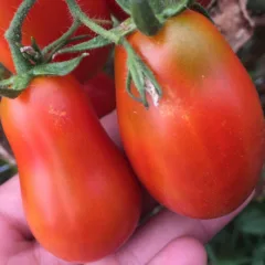 Dama Castellammare, i pomodori