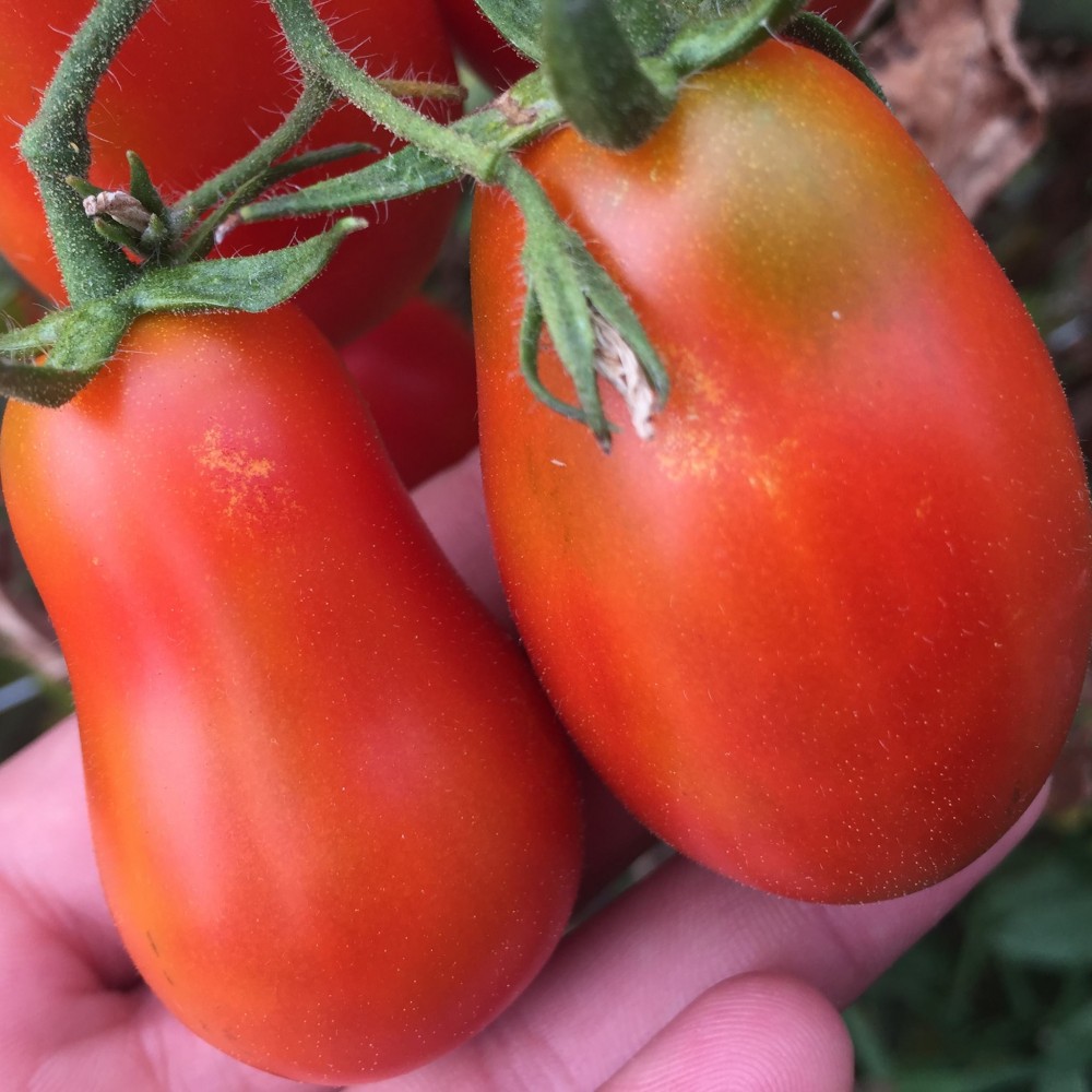 Dama Castellammare, i pomodori