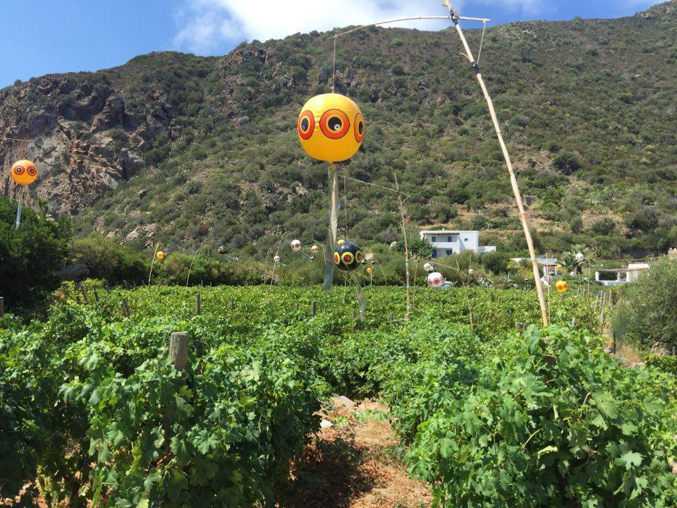 Pedrani, il vigneto a Panarea