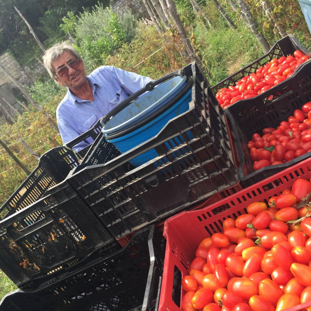 Pomodori Dama, Dino D'Auria