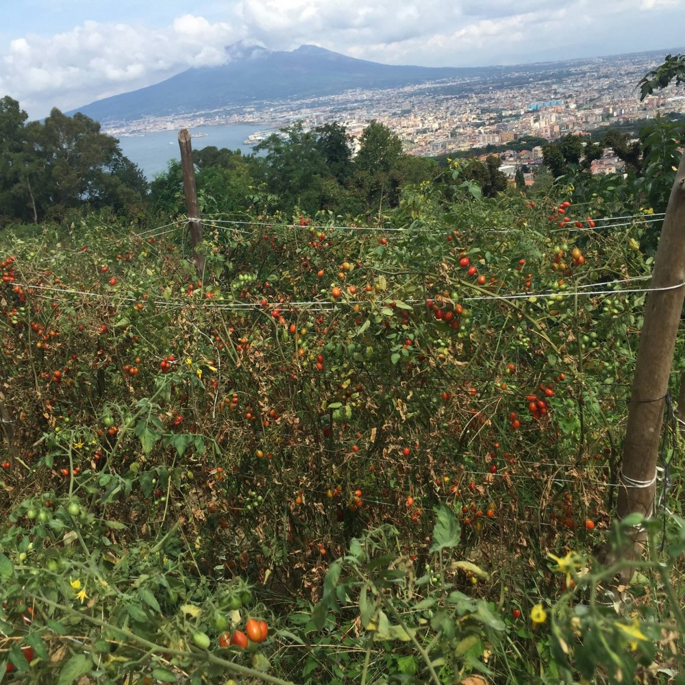 Pomodori Dama, i filari sul Vesuvio