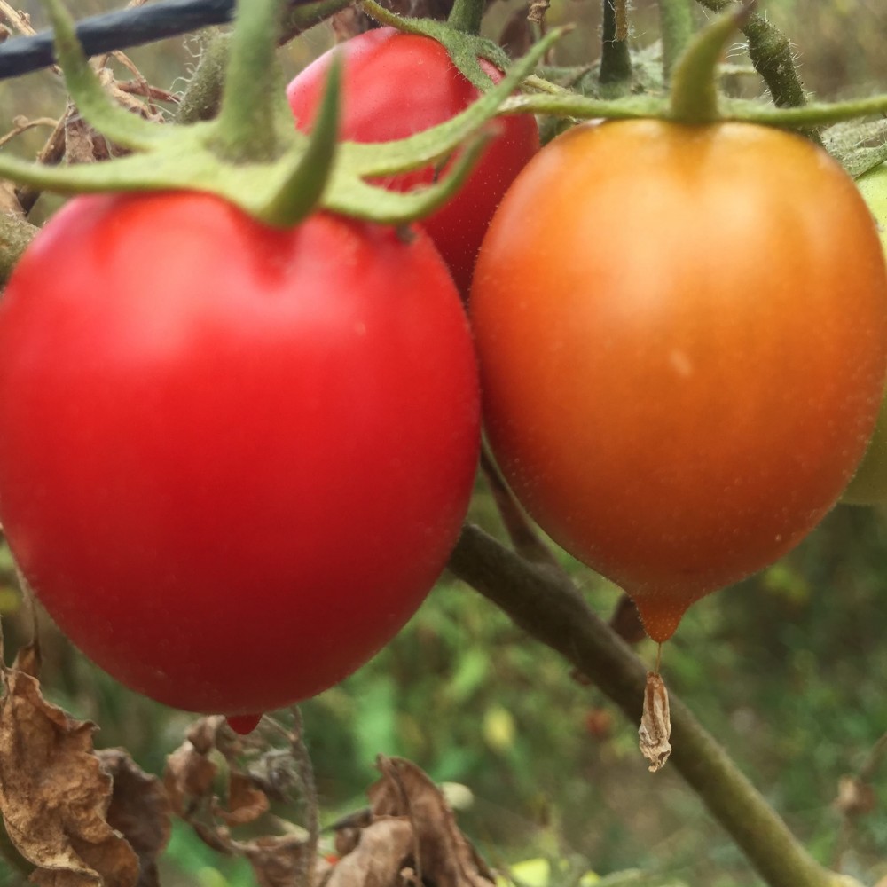 Pomodori Dama, il pendolino