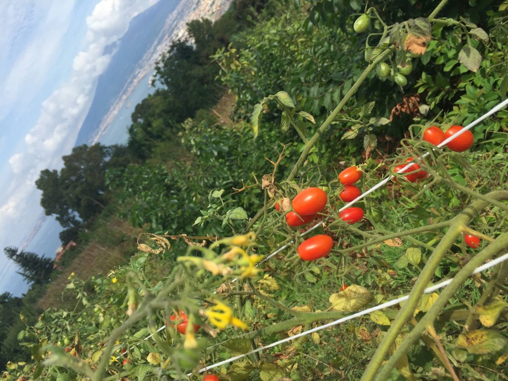 Pomodori Dama, zoom sui filari