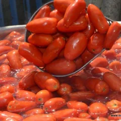San marzano in cottura