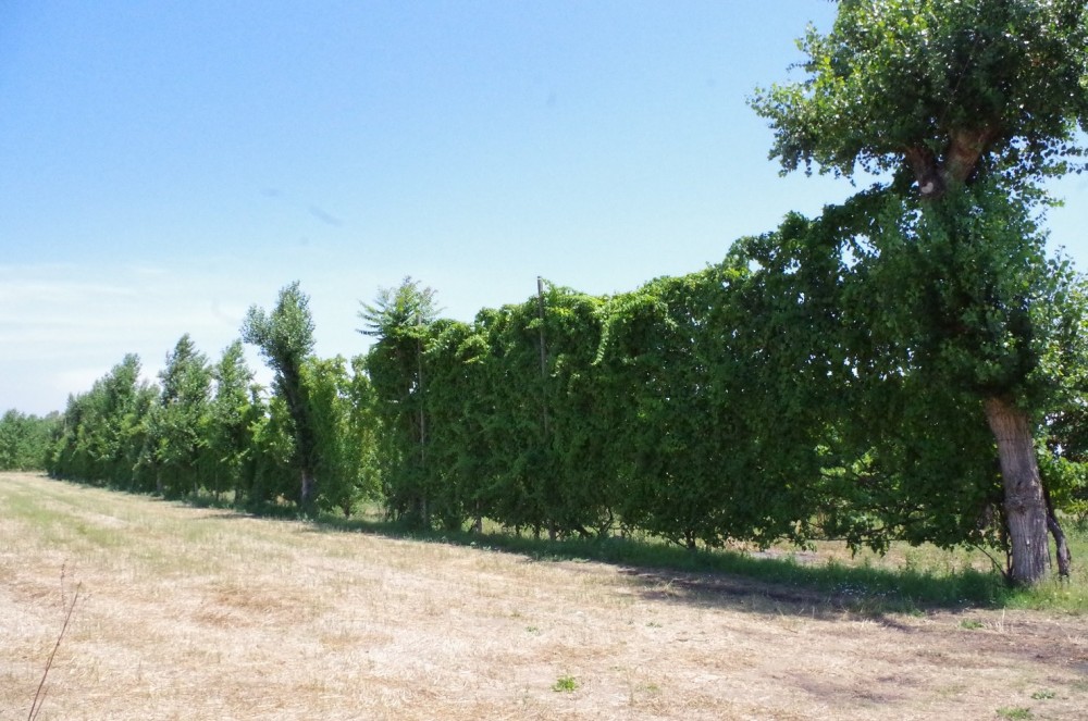 Tenuta Fontana, alberata