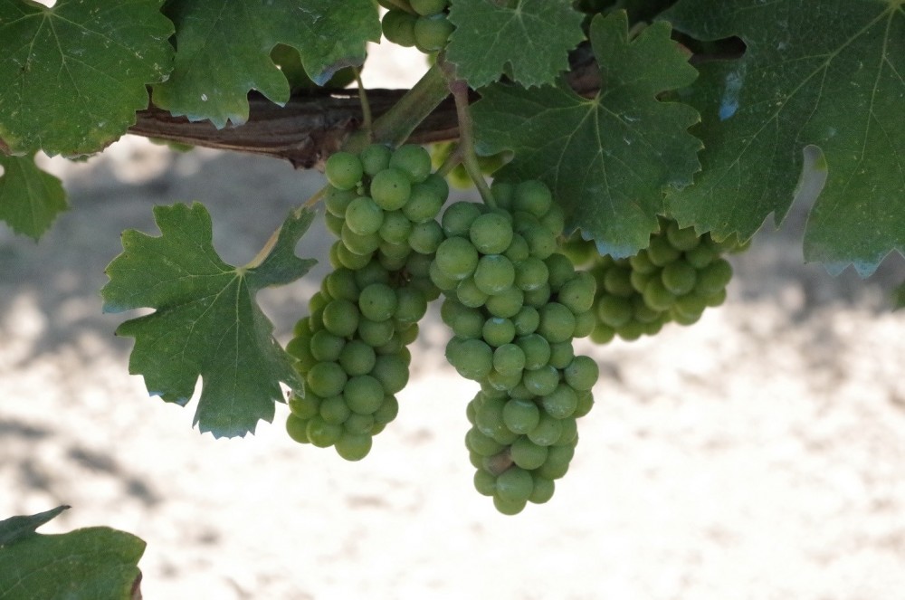 Tenuta Fontana, grappolo di asprinio