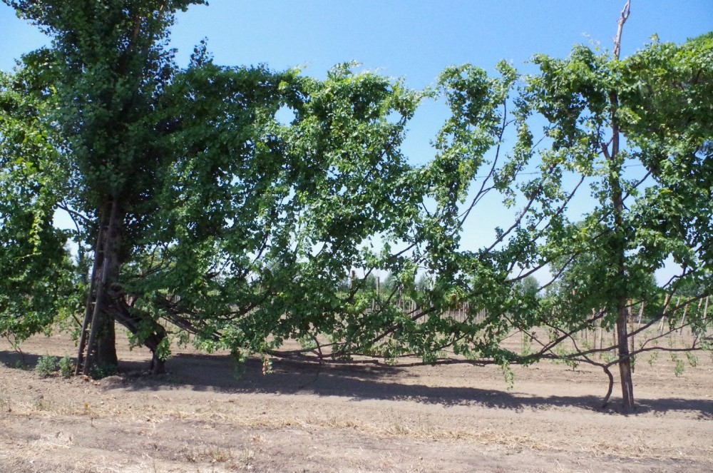 Tenuta Fontana, una pianta secolare