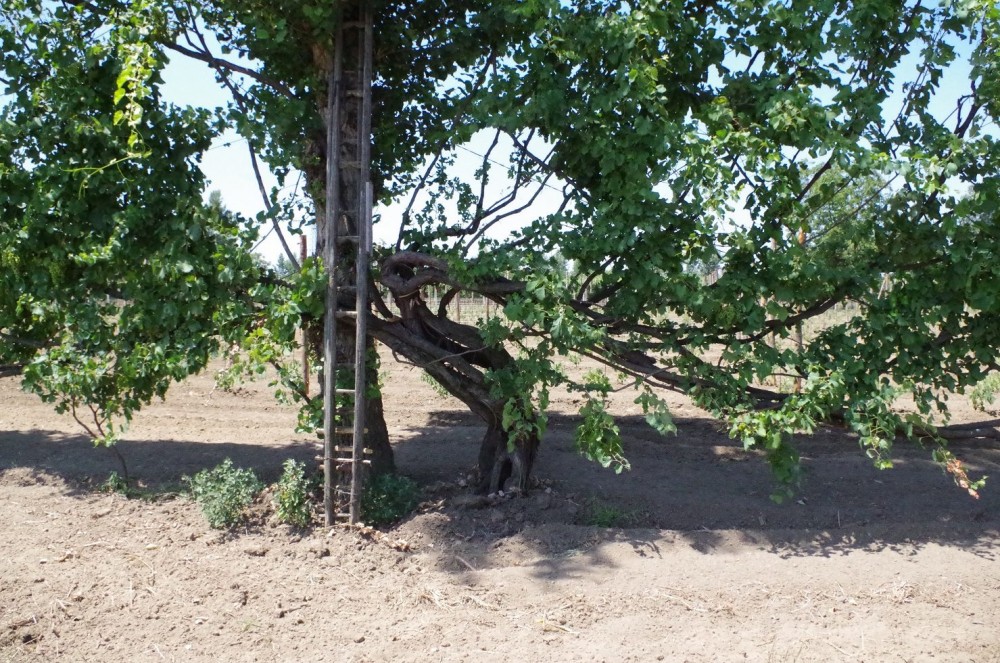 Tenuta Fontana,vecchia pianta di asprinio