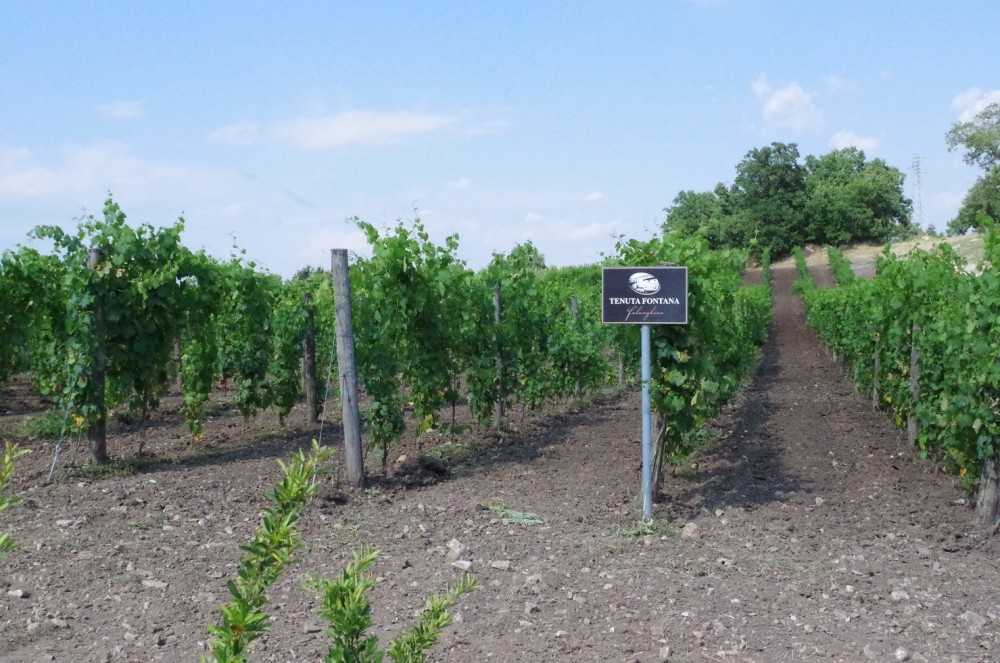 Tenuta Fontana,vigneto di falanghina