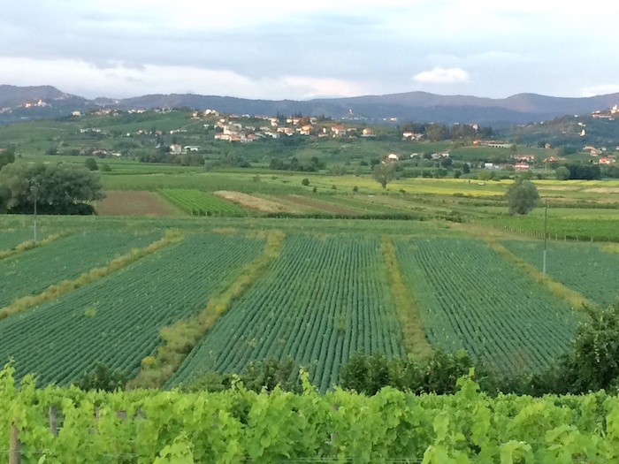 Vigneti e vista sulla Slovenia