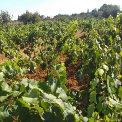 Le vigne dell'Azienda Calò di Teglie