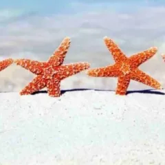 Ristoranti Stellati?