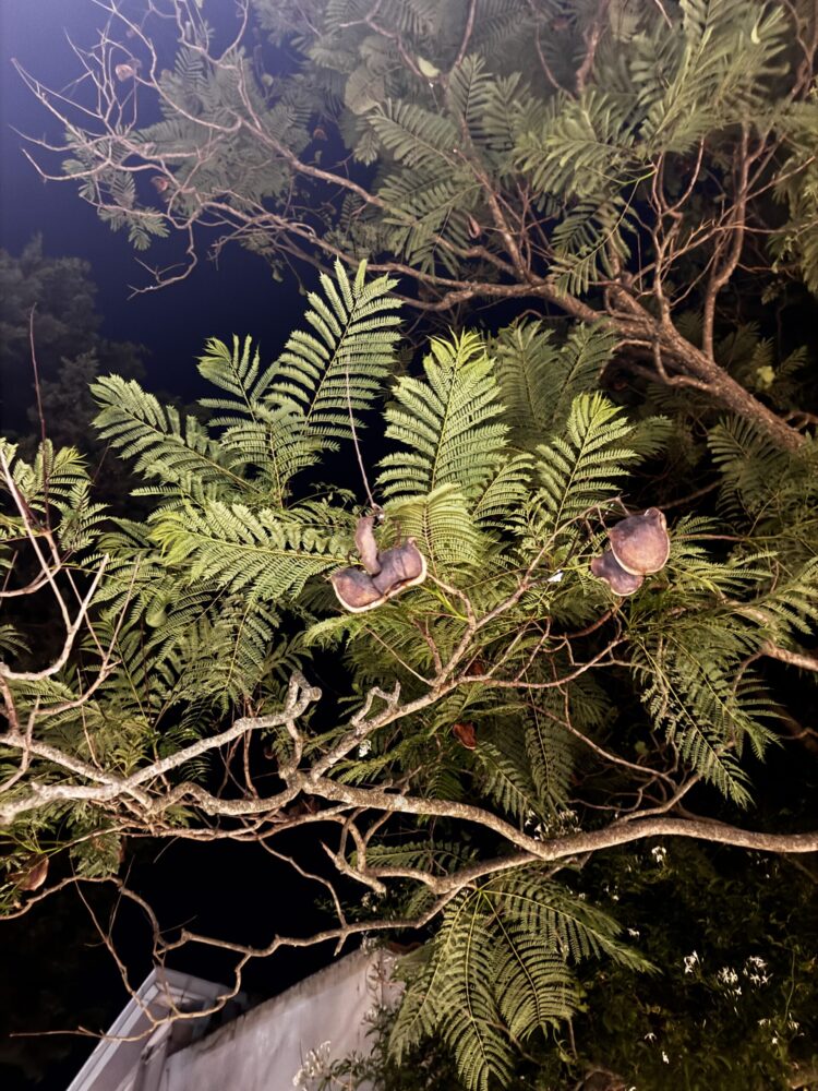 Giacaranda - Pianta di Giacaranda