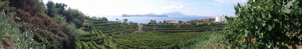 A Monte di Procida, un inaspettato anfiteatro fatto di vigne.