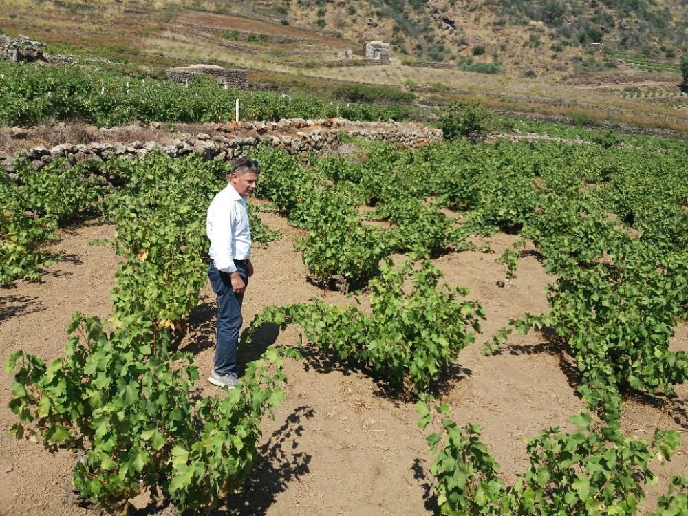 Baldo Palermo in mezzo alle vigne