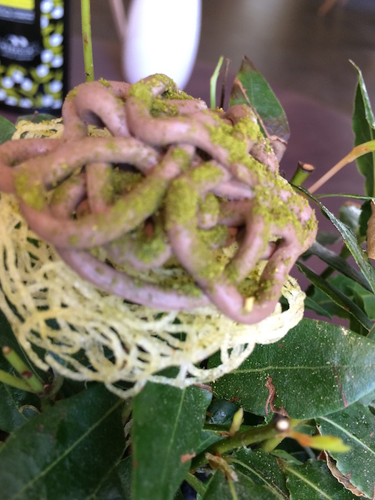 Bross  Lecce, Spaghetti di patata e fegato di piccione con alloro