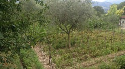 Casa Cauli, orto con frutteto