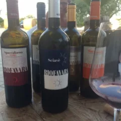 I vini di Riofavara
