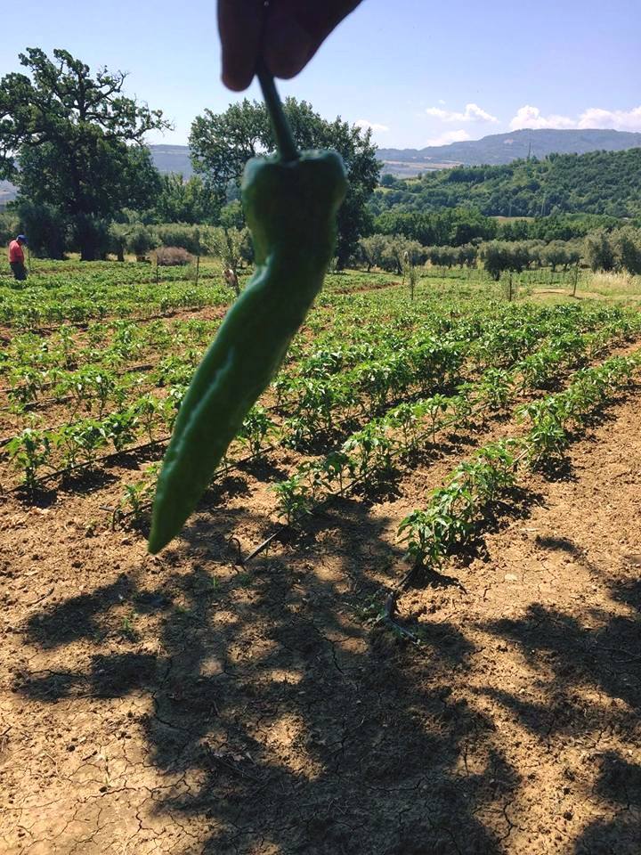 MAB ,uno  scorcio dell'azienda