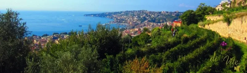 Napoli Vigna diSan Martino
