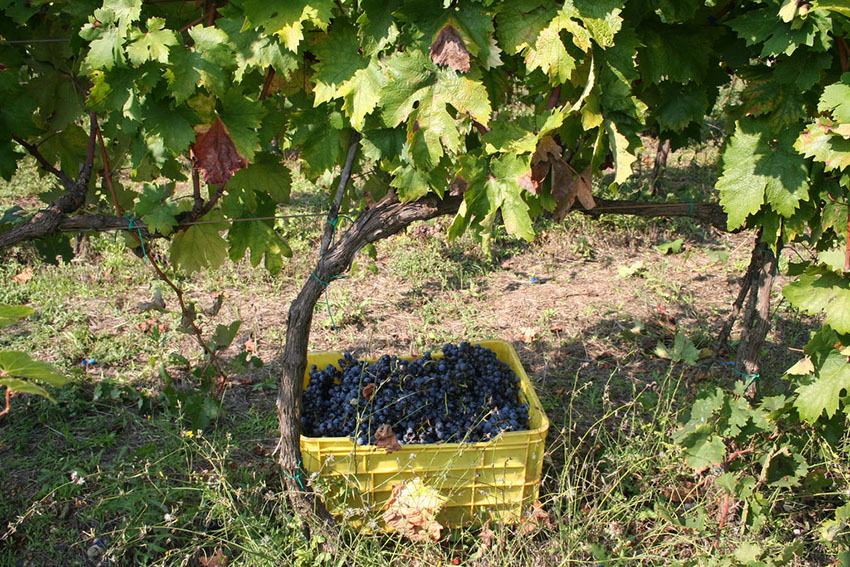 Primitivo di Manduria, vendemmia, uva