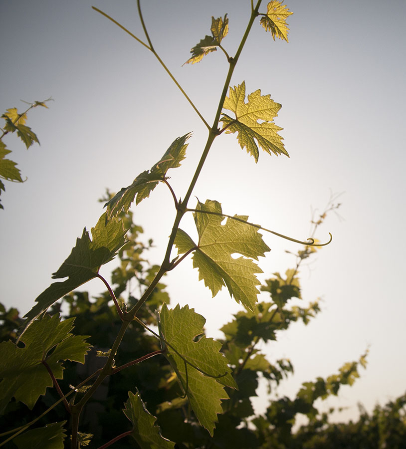 Primitivo di Manduria, vigneto
